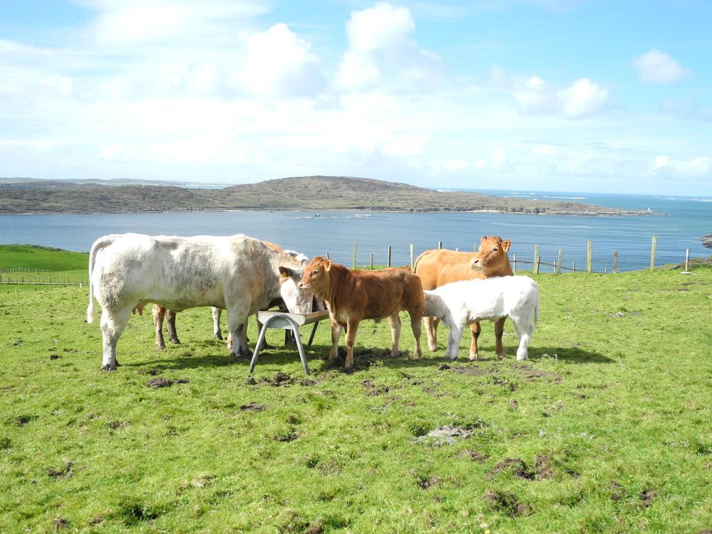 Hillside Lodge B&B Clifden Zewnętrze zdjęcie